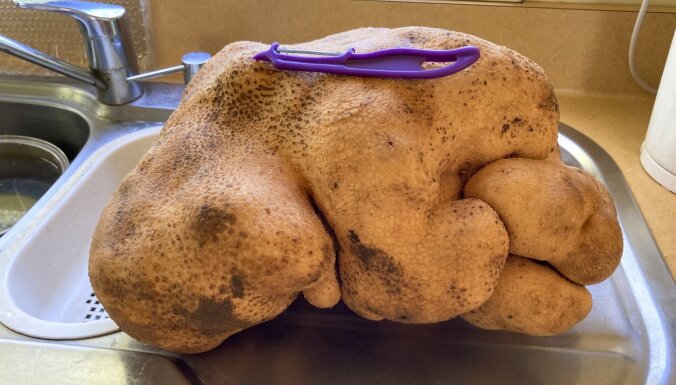 ФОТО. "Страшила Даг": в Новой Зеландии нашли, наверное, самую тяжелую картофелину в мире