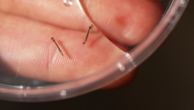Ko savvaļā sadarīja ģenētiski modificēti odi? Floridā noslēdzies interesants pētījums