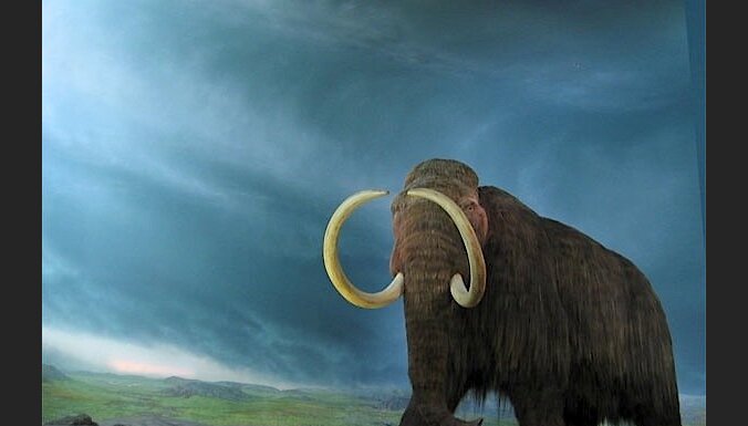 Japāņu zinātnieks sola atdzīvināt mamutus tuvākajos četros gados