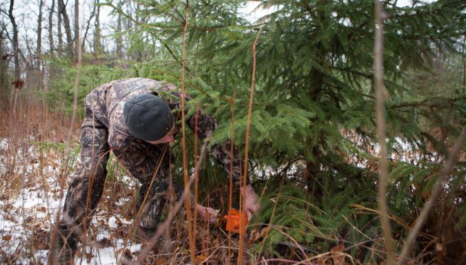 В этом году к Рождеству снова можно срубить елочку в государственных лесах