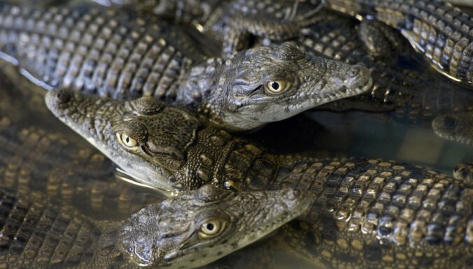 В зоопарке Крыма из-за отключения электроэнергии погиб крокодил