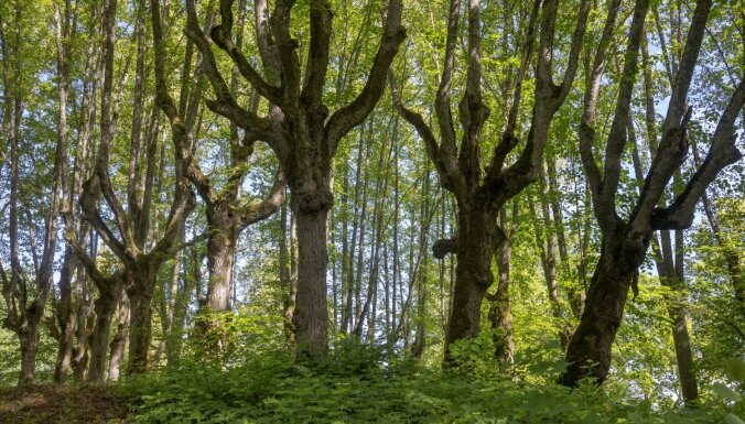 Foto: Maģiskais Lindes muižas parks, kur koki šķietami aug ar saknēm uz augšu