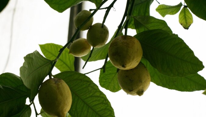 Foto: LU Botāniskajā dārzā bagātīgi ražo citronkoki