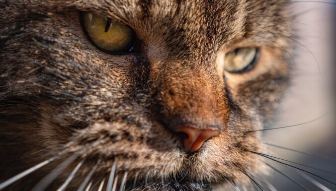 Kaķi arī sirgst ar demenci. Kā to atpazīt un kā parūpēties par murrājošo senioru