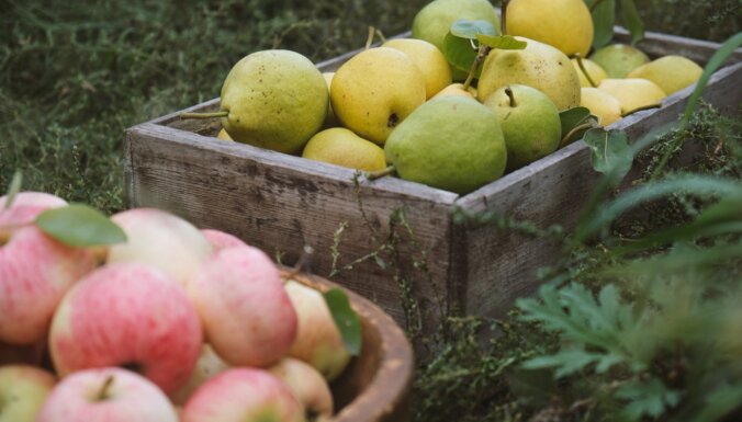 8 октября Институт садоводства приглашает всех желающих на сбор яблок и груш в Добеле