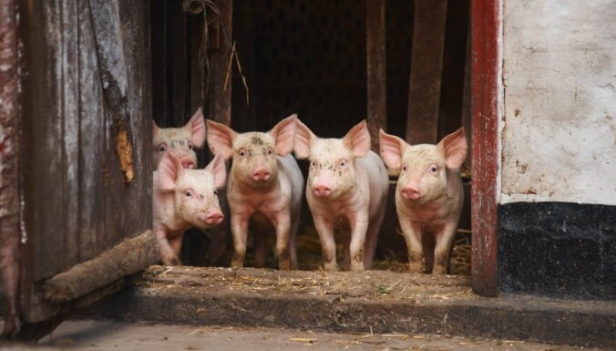 Ликвидированы все заразившиеся чумой 15 000 свиней на ферме Druvas Unguri