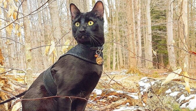 Mazā pantera Siriuss Bleks – piķa melns kaķis, kas nesmādē dubļus