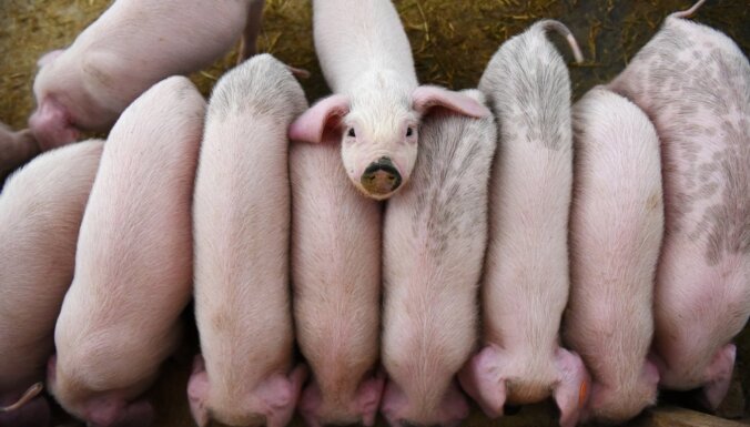 В Латвии констатирована первая в этом году вспышка африканской свиной чумы — ликвидируют 1500 животных