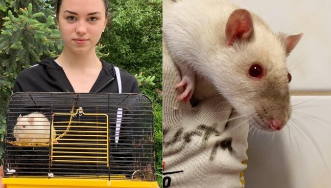 Рига: крыса Света из полицейской хроники обрела новый дом
