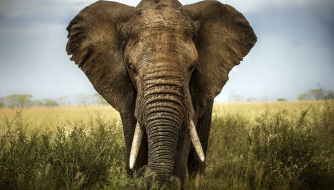 Malumedniecības dēļ krasi audzis bez ilkņiem dzimušo ziloņu skaits Āfrikā
