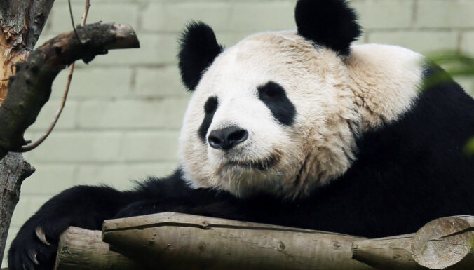 Панда из Эдинбургского зоопарка больше не беременна