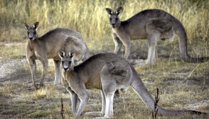 Австралийка вступила в схватку с кенгуру, чтобы отбить свою дочь