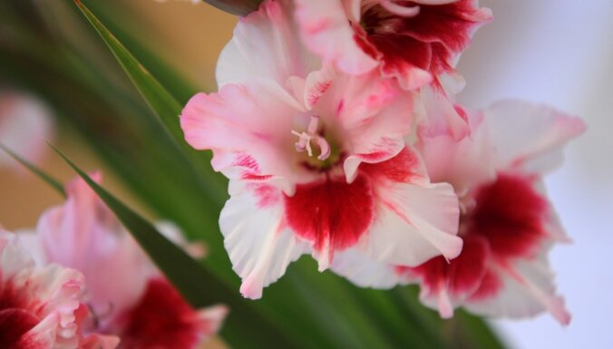 Valmieras muzeja Garšaugu dārzā 26. augustā atklās gladiolu izstādi