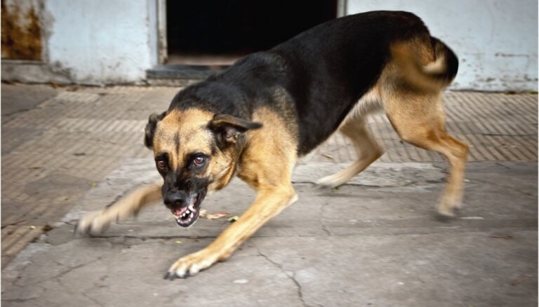 Saimnieku nepieskatītu suņu dēļ pērn cietuši 19 pastnieki