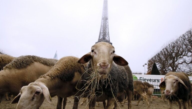 Французские фермеры устроили в Париже "овечий протест"