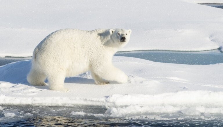 Skarbās Arktikas 'karaļi' – polārlāči