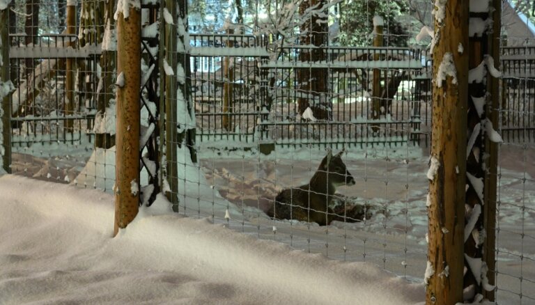 ФОТО. В Рижском зоопарке начинаются Зимние ночи