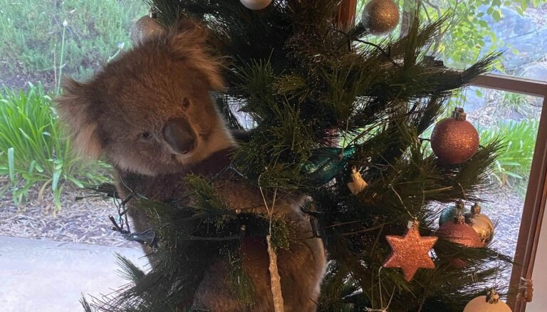Pārsteigums! Privātmājas Ziemassvētku eglītē Austrālijā uzrāpusies koala