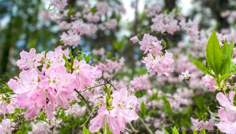 Foto: Rododendru ziedēšanas kulminācija gaidāma šīs nedēļas beigās
