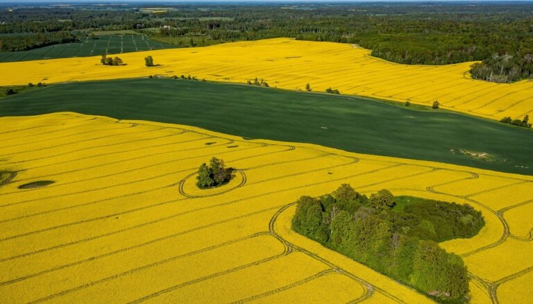 Foto: Latvijas lauki koši dzeltenā rapšu rotā