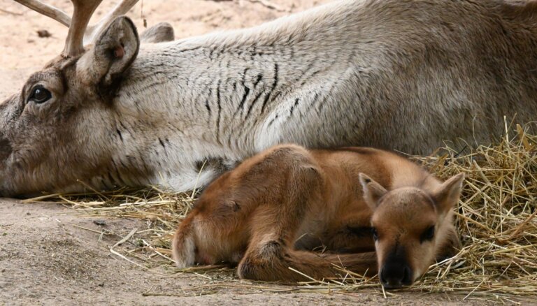 Rīgas zoo piedzimis ziemeļbriedēns