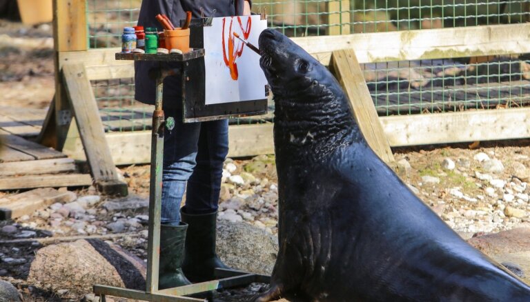 В Рижском зоопарке проходят Дни тюленей