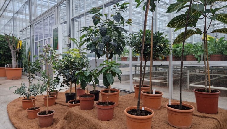 ФОТО. В Национальном ботаническом саду Саласпилса проходит выставка высокостебельных комнатных растений