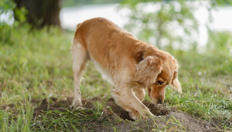 Naskākie racēji: suņu šķirnes, kas izdaiļos dārzu pēc saviem ieskatiem