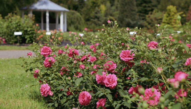 ФОТО. В Национальном ботаническом саду в Саласпилсе цветут розы