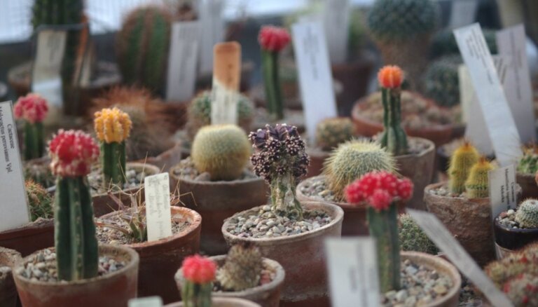 Foto: Kaktusu parāde un acāliju plaukums – eksotika botāniskajā dārzā