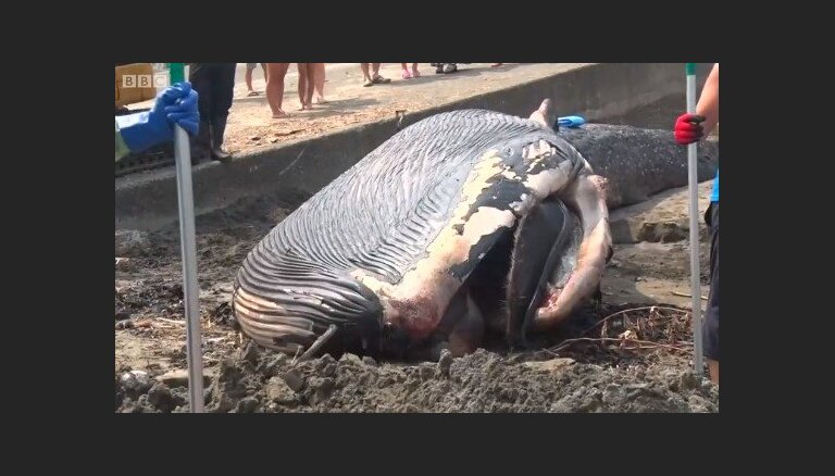 Japānā izskalots miris zilais valis