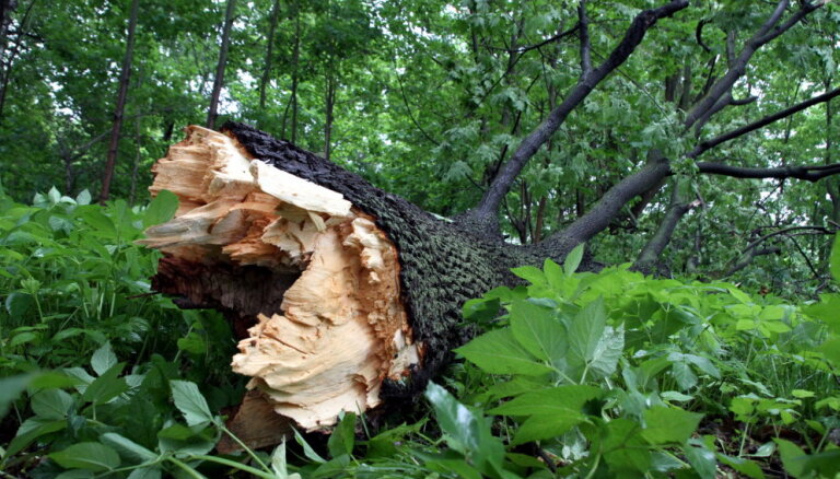 Ущерб от мартовской бури в Латвии составил 55 тысяч кубометров леса