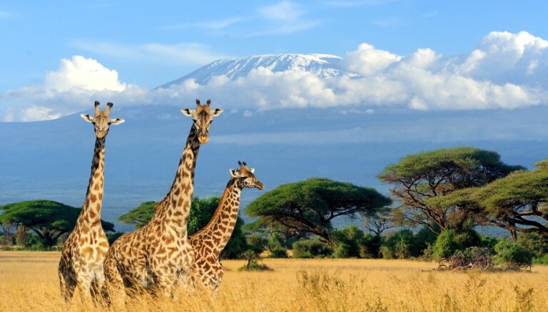 Svin Pasaules žirafu dienu. Pētījumi liecina: žirafu skaits negaidīti pieaug