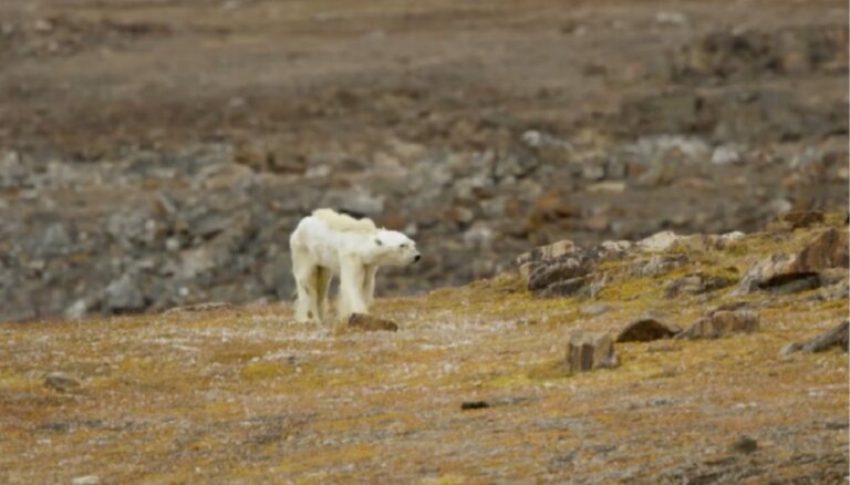 Skaudri kadri: Kanādā novērots izkāmējis polārlācis