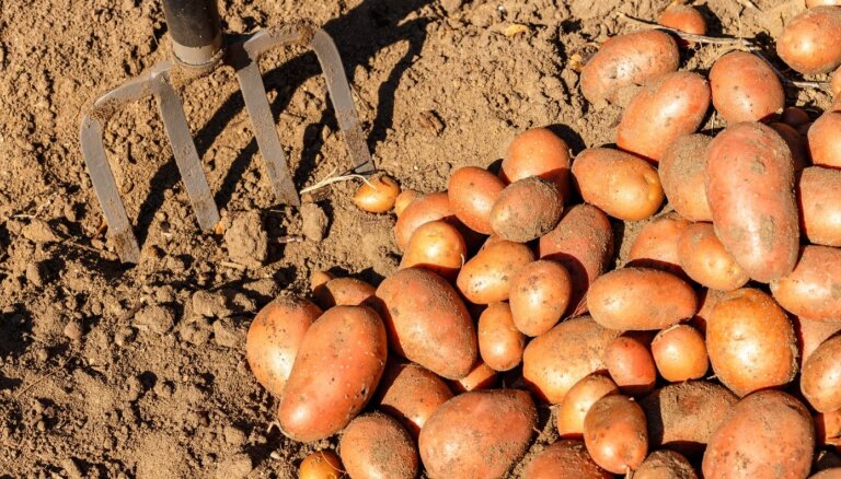 Sestdien Āgenskalna tirgū tiks svinēts Kartupeļu festivāls