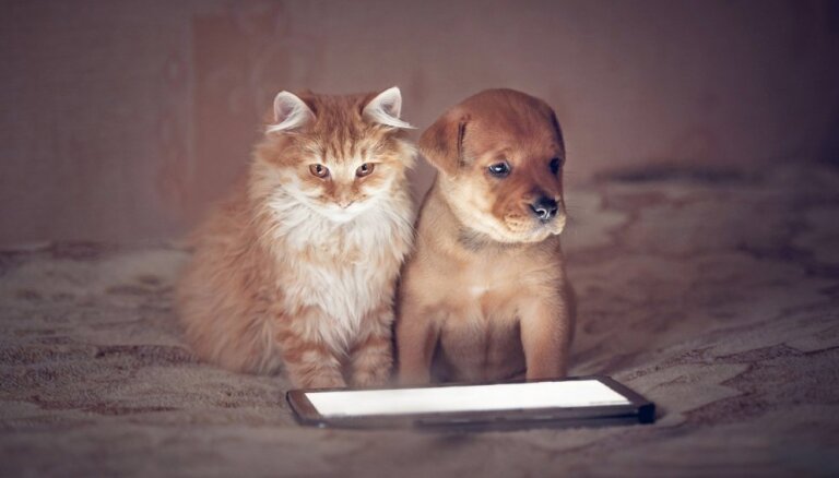 Mājdzīvnieki digitālajā laikmetā: ko varam darīt, lai mūsu mīluļi būtu drošībā