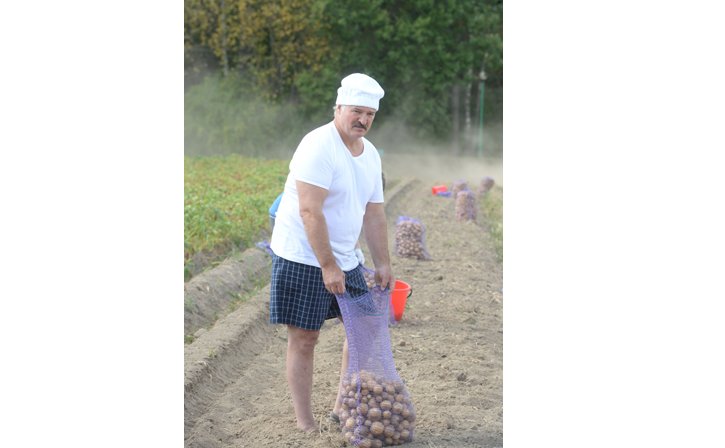 Лукашенко за полтора часа накопал 70 мешков картошки, а чего добился ты?