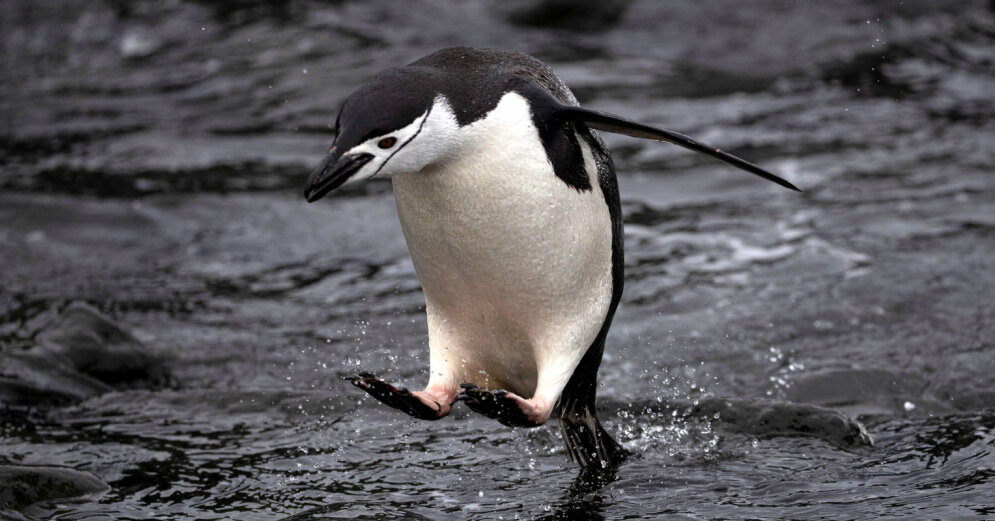 Interesanti fakti par vissolīdāk tērptajiem putniem – pingvīniem - DELFI
