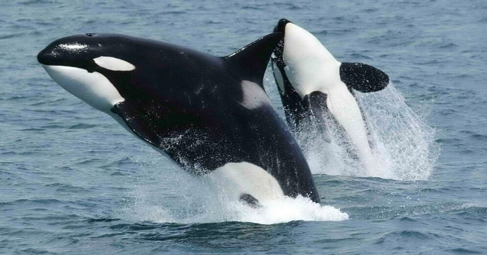 It could just be a momentary “development”.  Why killer whales are attacking yachts off the European coast