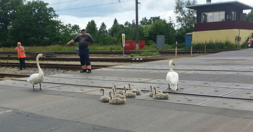 Надежда лебедина фото