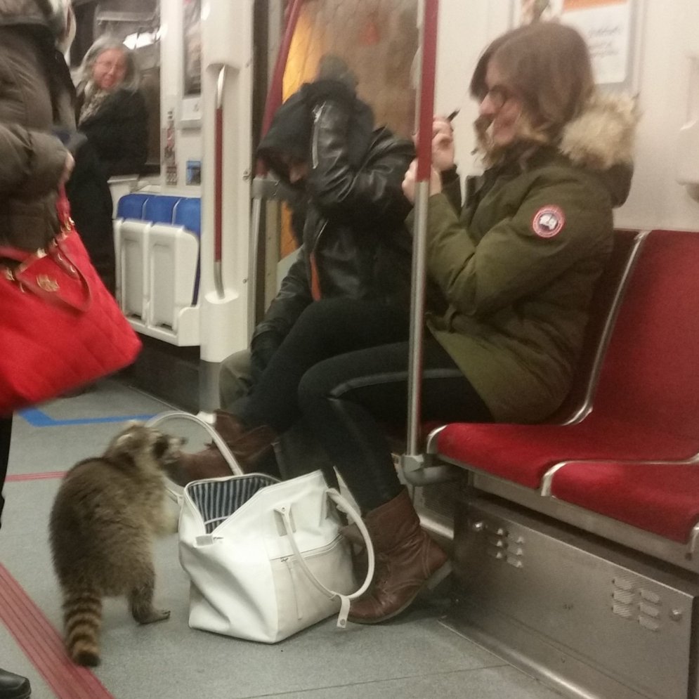 Kanādiešu jenots pārbauda somiņas saturu metro