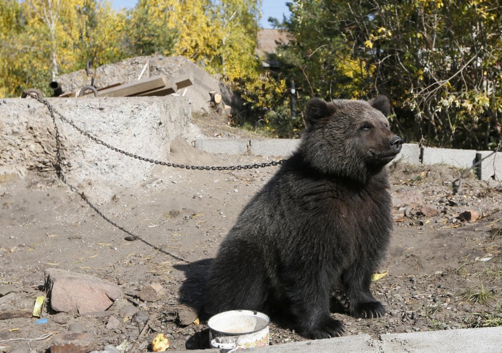 Neparasts stāsts par vīru no Krievijas, kurš adoptēja lāci