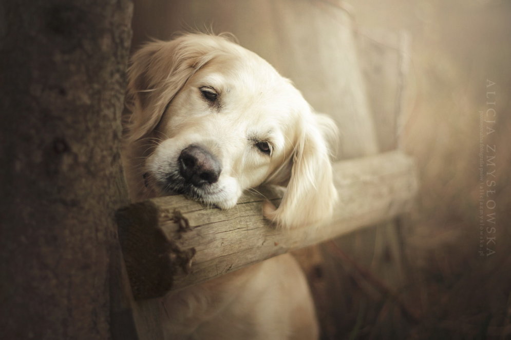 Согревающие душу портреты собак авторства 23-летней девушки-фотографа