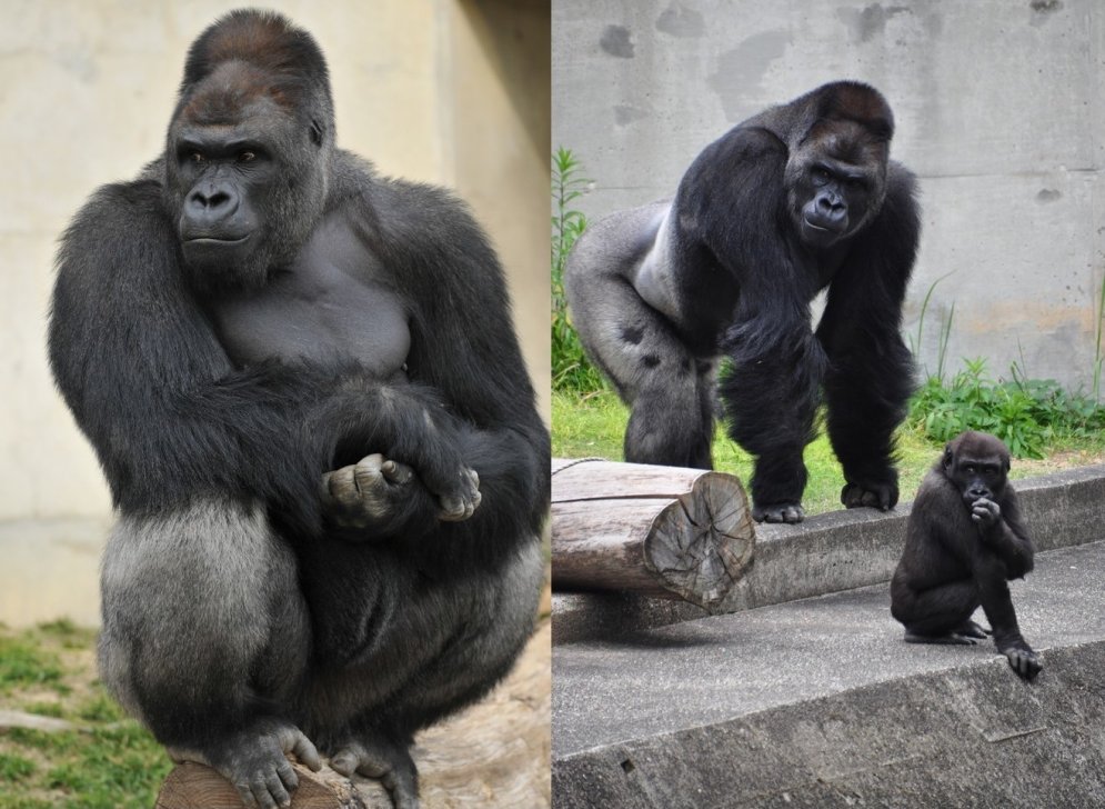 Japāņu sieviešu mīlulis - gorilla, kas izskatās pēc Džordža Klūnija
