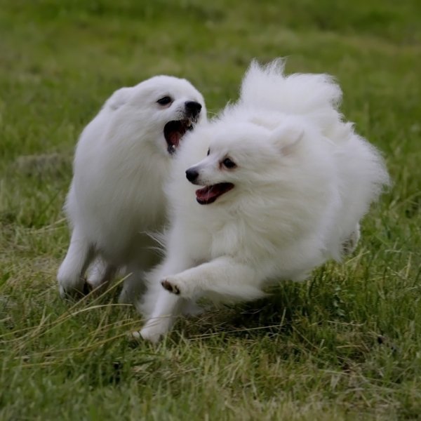 Itāļu špics