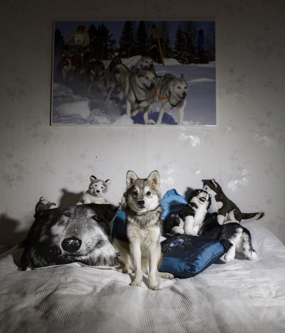 Somu fotogrāfes vīzija: suns ir rītdienas kaķis