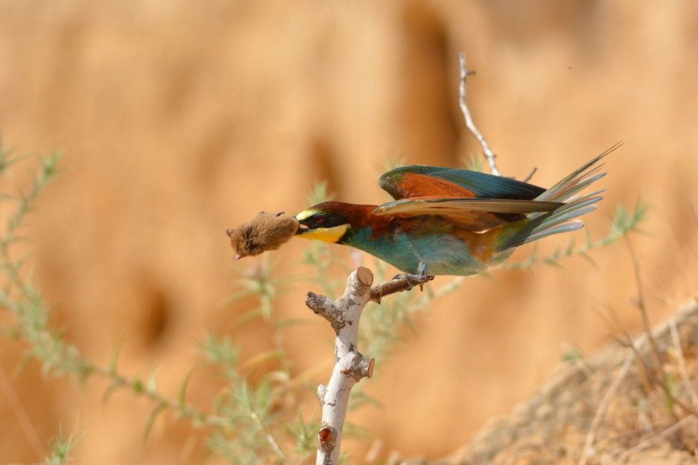 Iespaidīgs tuvplāns: kā izsalcis putns cenšas apēst sikspārni