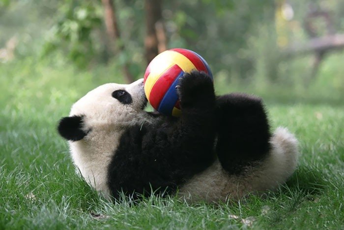 Iespējams, pati jaukākā vieta pasaulē - pandu bērnudārzs