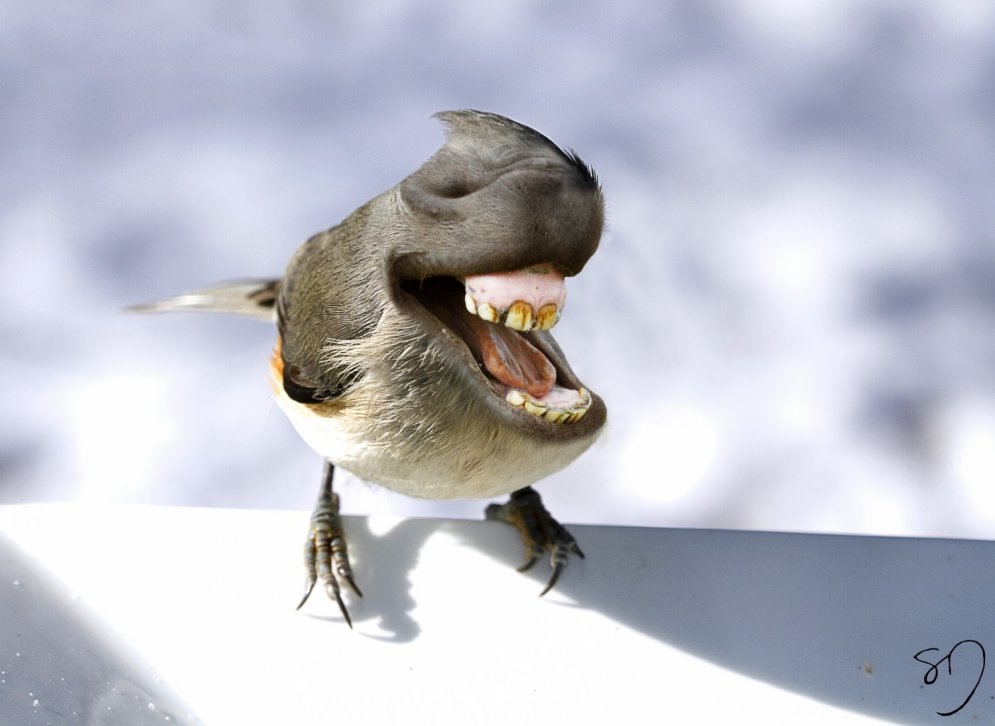 Kā izskatītos putni, ja viņiem būtu lielas mutes un zobi