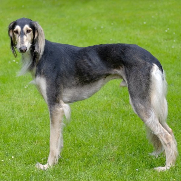 Saluki